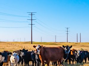 ITC transmission lines running across landowner property with cattle in foreground