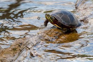 A turtle in a creek