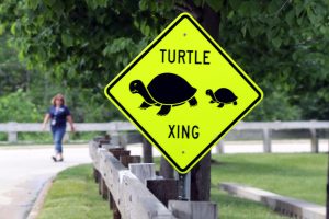 Turtle on a signboard
