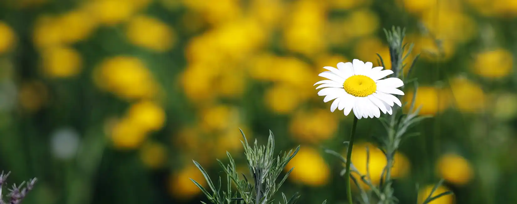 A white flower with yellow flowers in the background
