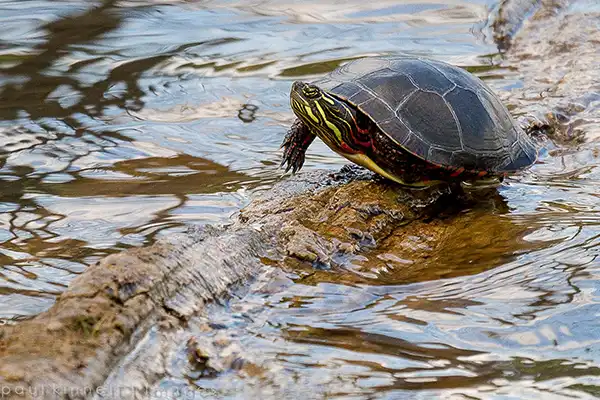 A turtle sits on a rock in a creek