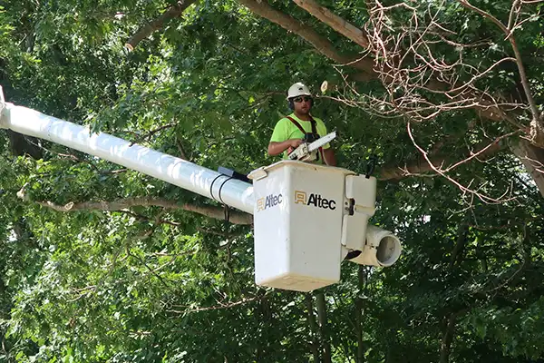 A man in a crane and hardhat holds a chainsaw near branches of a tall tree