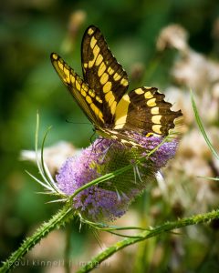 Monarch Butterfly: A monarch butterfly on a flower