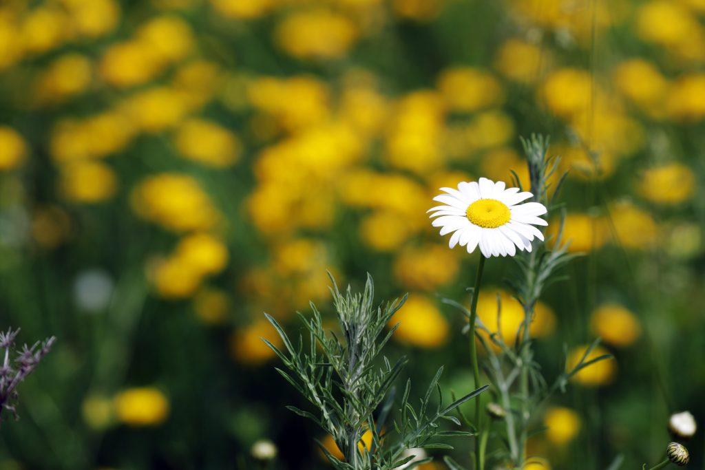 White daisy stands out in yellow flower field