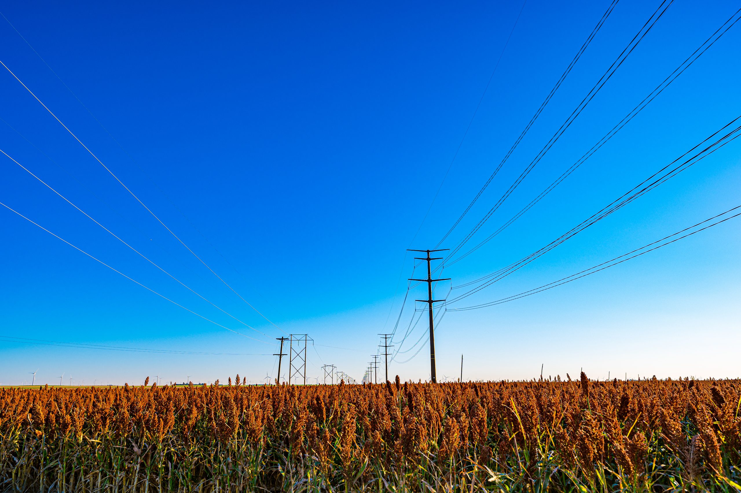Brown wheat field with two rows of transmission lines