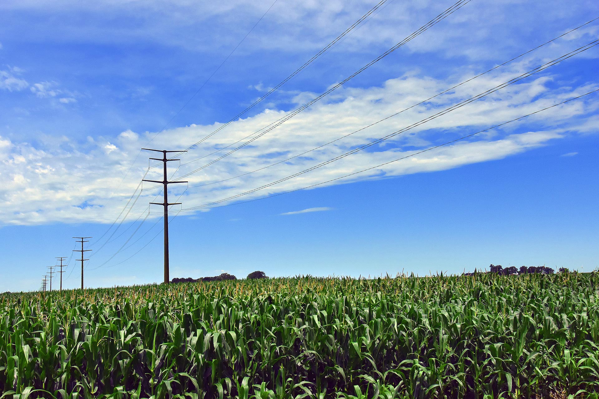 Power lines in blue sky over corn field.