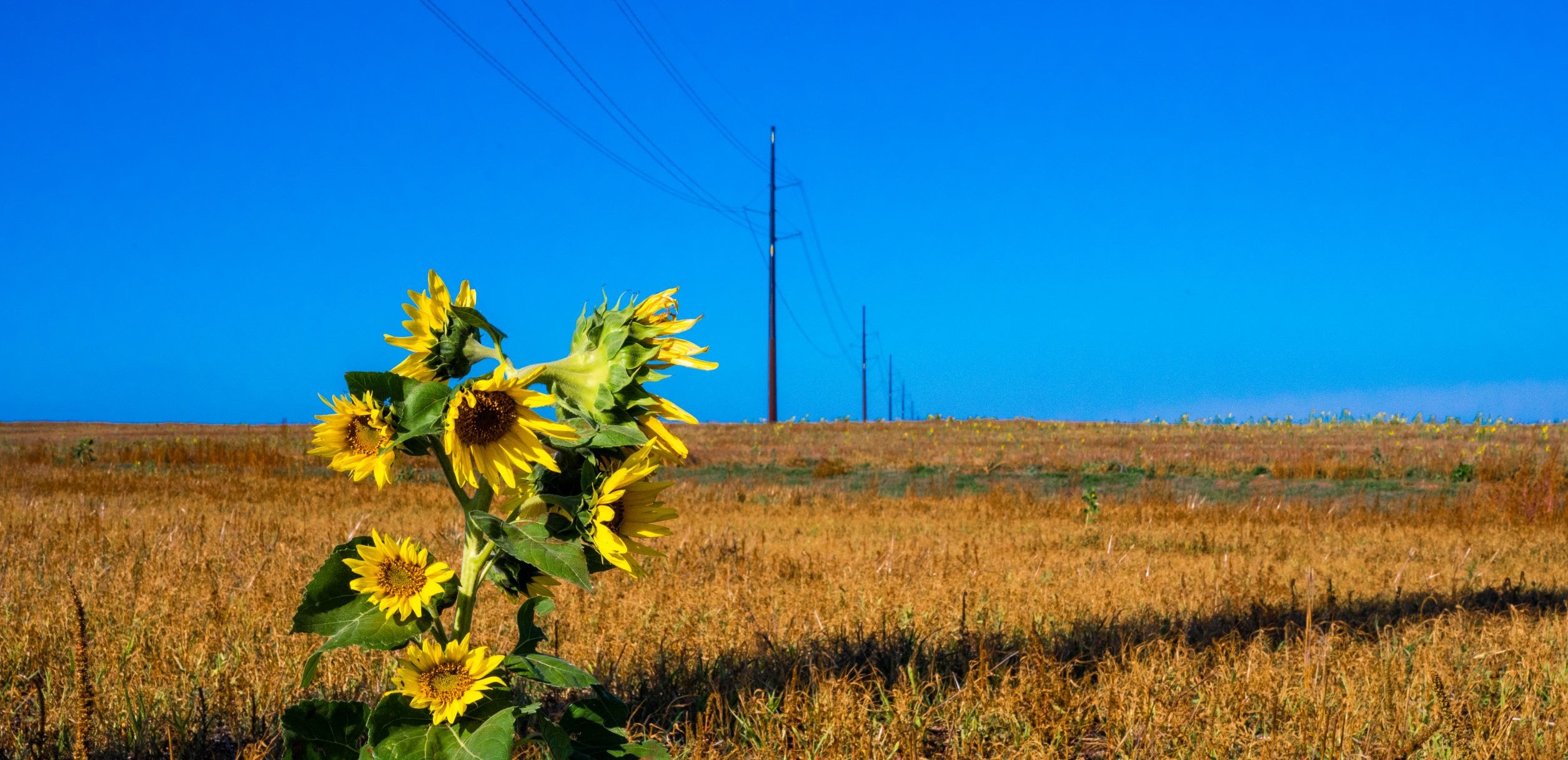 Sunflower and brown field in front of blue sky and transmission lines