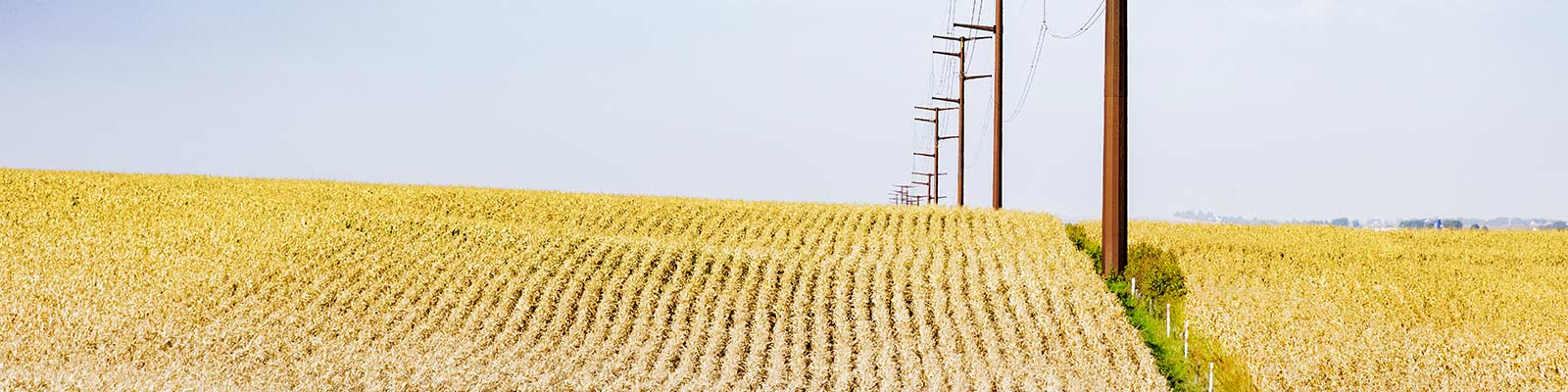 Wide shot of power lines over yellow fields